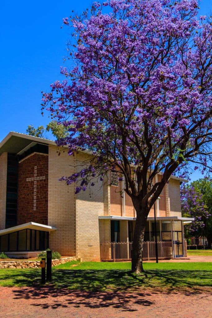 Palisanderholzbaum (Blue Jacaranda) Alice Springs