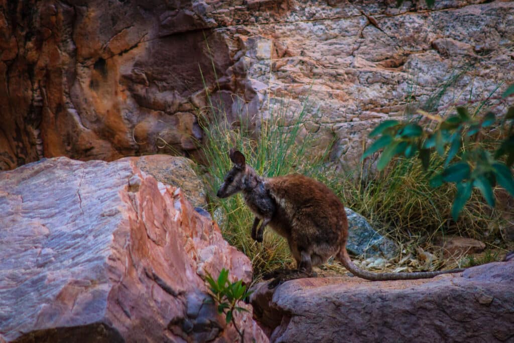 Wallaby