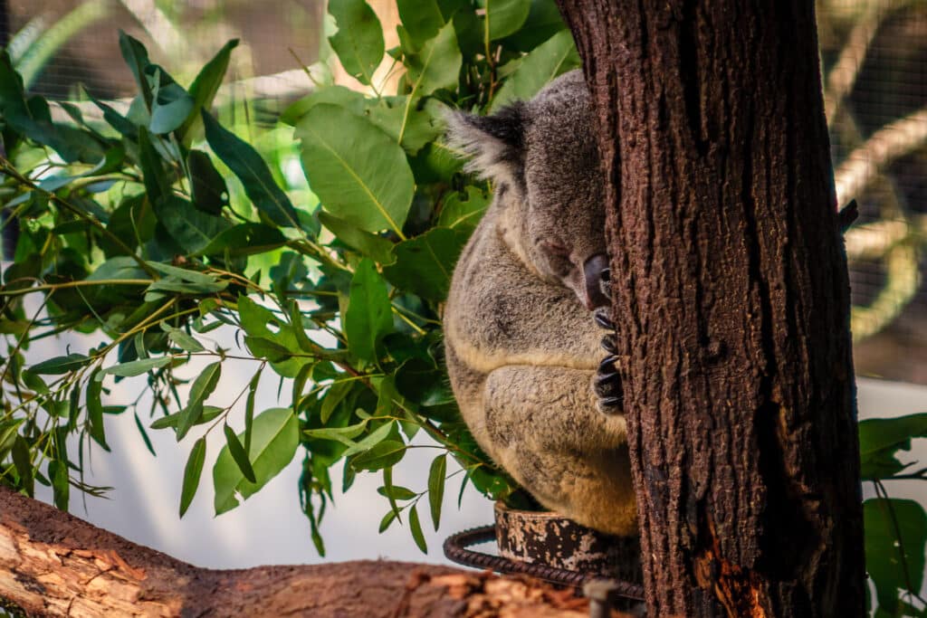 Koalabär schlafend am Baum