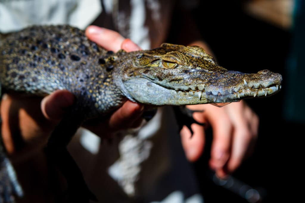 Kleines Krokodil