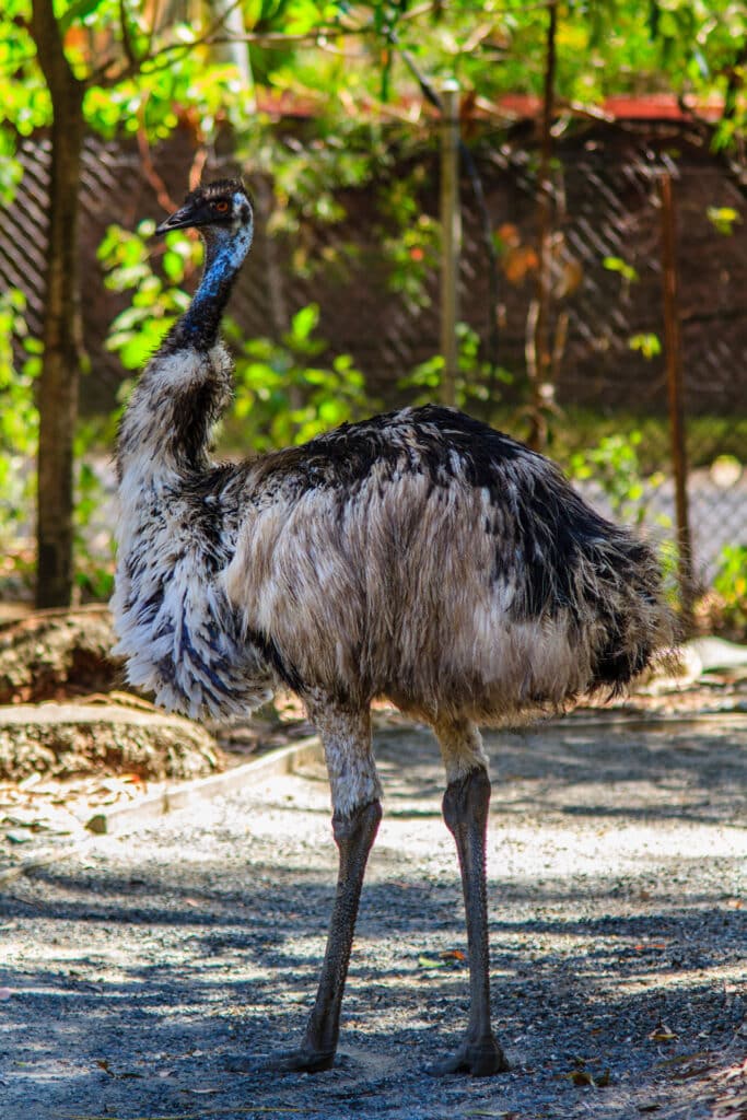 Emu