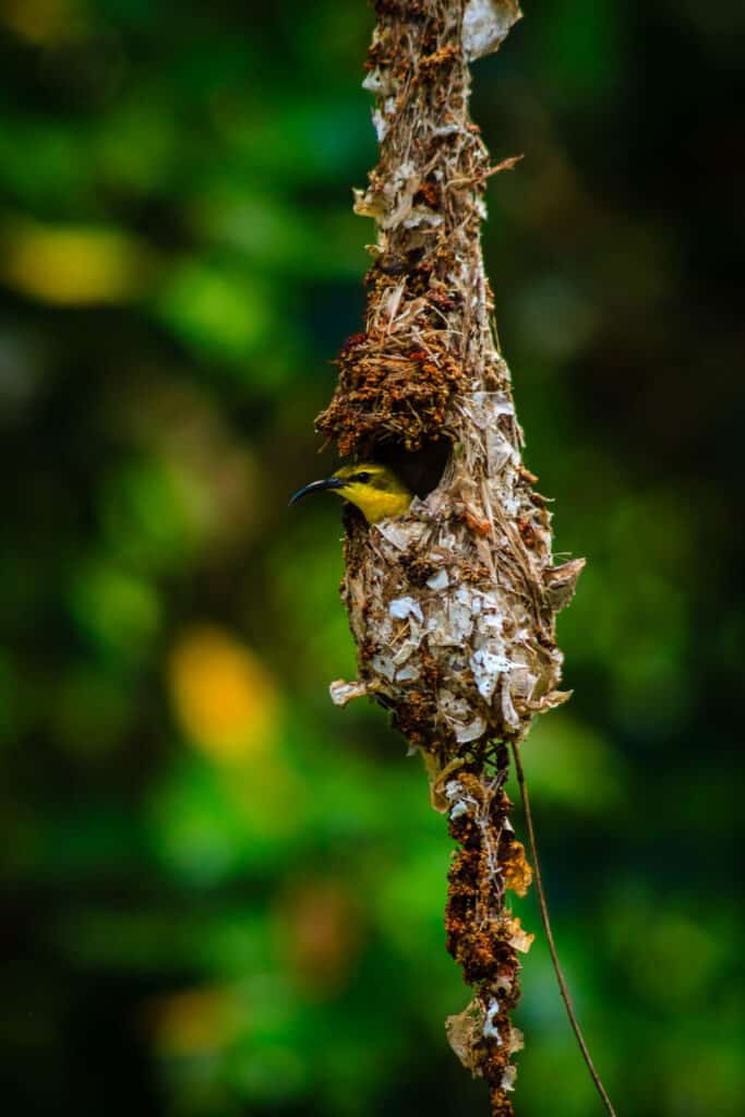 Vogel im Nest